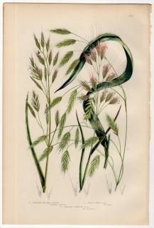 1889ǯ Pratt Grasses Sedges and Ferns of Great Britain Pl.264 Ͳ Υҥ° ҥʥΥҥ