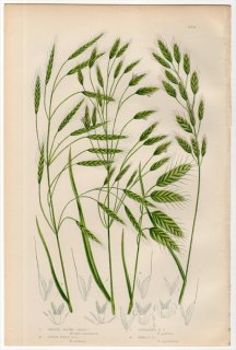 1889ǯ Pratt Grasses Sedges and Ferns of Great Britain Pl.266 Ͳ Υҥ° ҥ