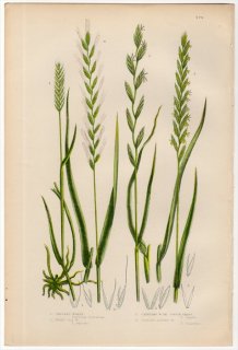 1889ǯ Pratt Grasses Sedges and Ferns of Great Britain Pl.270 Ͳ ८° Х८