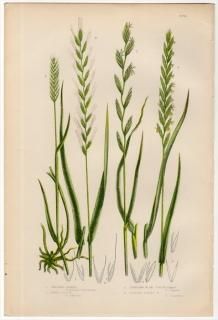 1889ǯ Pratt Grasses Sedges and Ferns of Great Britain Pl.270 Ͳ ८° Х८