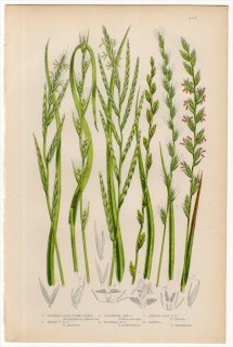1889ǯ Pratt Grasses Sedges and Ferns of Great Britain Pl.271 Ͳ ޥ⥸ ۥ८ ɥ८