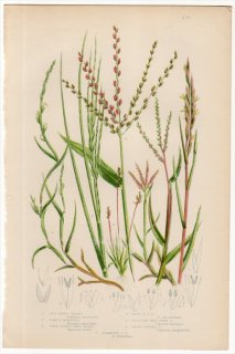 1889ǯ Pratt Grasses Sedges and Ferns of Great Britain Pl.272 Ͳ 祦 ˥ҥ