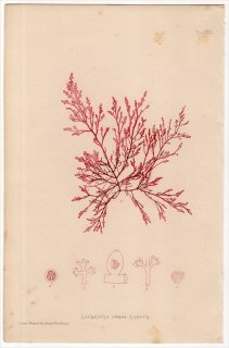 1859ǯ Bradbury British Sea Weeds Pl.31 եޥĥ ° LAURENCIA obtusa LAMOUR