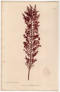 1859ǯ Bradbury British Sea Weeds Pl.58 楫 楫° ۥ楫 GELIDIUM cartilagineum