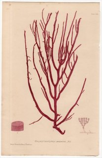 1859ǯ Bradbury British Sea Weeds Pl.62 ʥϥ ٥˥⥺° HELMINTHOCLADIA purpurea