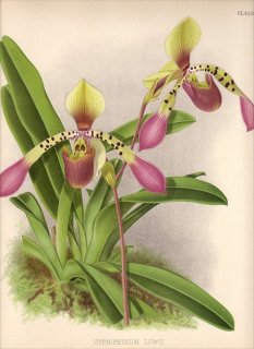 1891年 Warner Orchid Album Pl.428 ラン科 パフィオペディルム属 CYPRIPEDIUM LOWII