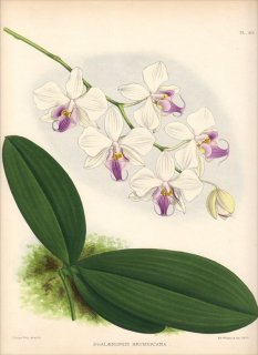 1891年 Warner Orchid Album Pl.416 ラン科 コチョウラン属 PHALAENOPSIS INTERMEDIA BRYMERIANA ファレノプシス