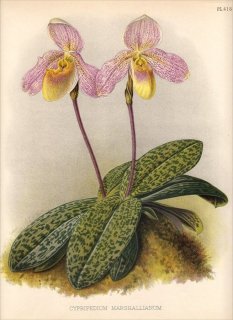 1891年 Warner Orchid Album Pl.418 ラン科 パフィオペディルム属 CYPRIPEDIUM MARSHALLIANUM