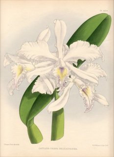 1891年 Warner Orchid Album Pl.424 ラン科 カトレヤ属 CATTLEYA CRISPA DELICATISSIMA