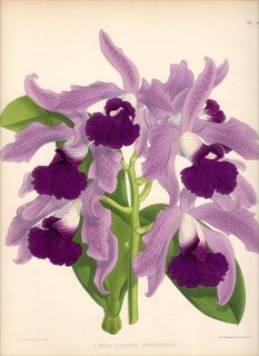 1891ǯ Warner Orchid Album Pl.413  ȥ° LAELIA ELEGANS BROOMEANA