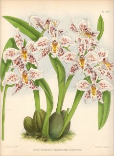 1891年 Warner Orchid Album Pl.414 ラン科 オンシジウム属 ODONTOGLOSSUM ALEXANDRAE PLUMATUM