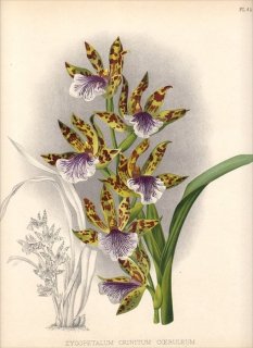 1891年 Warner Orchid Album Pl.410 ラン科 ジゴペタルム属 ZYGOPETALUM CRINITUM COERULEUM
