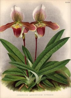 1891年 Warner Orchid Album Pl.400 ラン科 パフィオペディルム属 CYPRIPEDIUM ASHBURTONIAE SUPERBUM