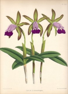 1891年 Warner Orchid Album Pl.401 ラン科 カトレヤ属 LAELIA DORMANIANA