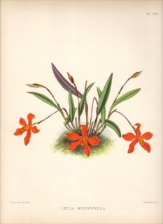 1891年 Warner Orchid Album Pl.395 ラン科 ネオコグニアウキシア属 LAELIA MONOPHYLLA