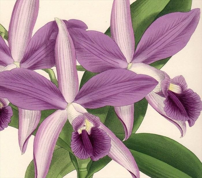 1893年 Warner Orchid Album Pl.437 ラン科 シュンラン属