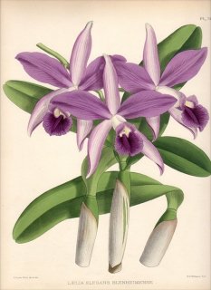 1891ǯ Warner Orchid Album Pl.393  ȥ° LAELIA ELEGANS BLENHEIMENSE