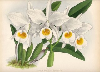 1891年 Warner Orchid Album Pl.388 ラン科 カトレヤ属 CATTLEYA ELDORADO VIRGINALIS