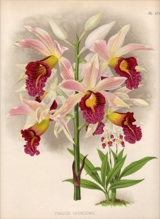 1893ǯ Warner Orchid Album Pl.478  ȥե° PHAJUS COOKSONII