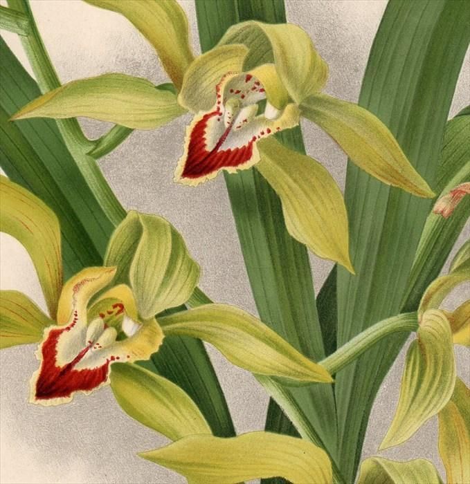 1893年 Warner Orchid Album Pl.471 ラン科 シュンラン属 1893年 Warner Orchid Album Pl.471 ラン科 シュンラン属