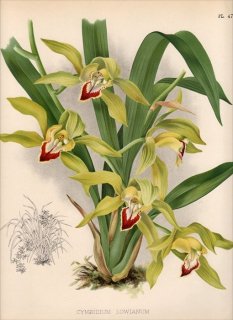 1893ǯ Warner Orchid Album Pl.471  ° CYMBIDIUM LOWIANUM ӥ