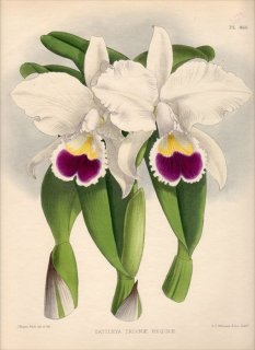 1893年 Warner Orchid Album Pl.466 ラン科 カトレヤ属 CATTLEYA TRIANAE REGINAE