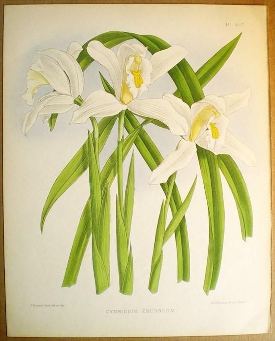 1893年 Warner Orchid Album Pl.467 ラン科 シュンラン属