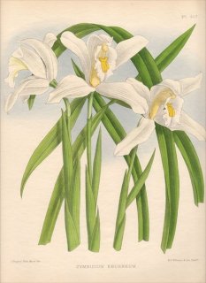 1893年 Warner Orchid Album Pl.467 ラン科 シュンラン属 CYMBIDIUM EBURNEUM シンビジウム