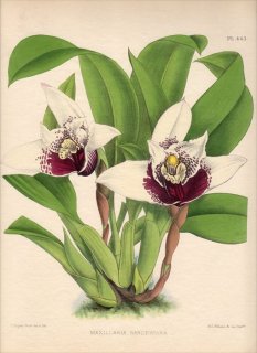 1893年 Warner Orchid Album Pl.463 ラン科 マキシラリア属 MAXILLARIA SANDERIANA