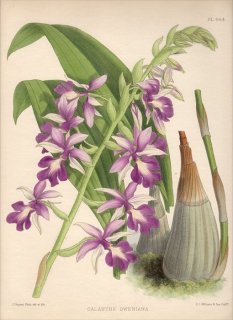 1893年 Warner Orchid Album Pl.464 ラン科 エビネ属 CALANTHE VESTITA OWENIANA