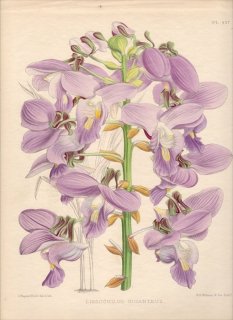 1893年 Warner Orchid Album Pl.457 ラン科 イモネヤガラ属 LISSOCHILUS GIGANTEUS