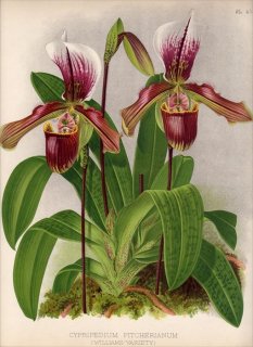 1893ǯ Warner Orchid Album Pl.453  ѥեڥǥ° CYPRIPEDIUM PITCHERIANUM