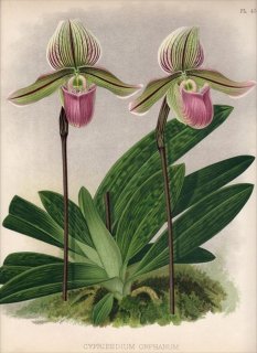 1893年 Warner Orchid Album Pl.455 ラン科 パフィオペディルム属 CYPRIPEDIUM ORPHANUM