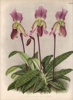 1893年 Warner Orchid Album Pl.447 ラン科 パフィオペディルム属 CYPRIPEDIUM VEXILLARIUM