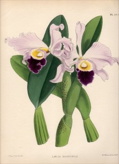 1893年 Warner Orchid Album Pl.443 ラン科 カトレヤ属 LAELIA EXONIENSIS