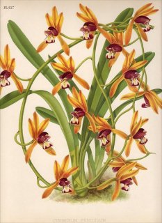 1893年 Warner Orchid Album Pl.437 ラン科 シュンラン属 CYMBIDIUM PENDULUM シンビジウム