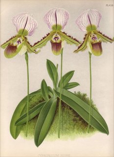 1893年 Warner Orchid Album Pl.438 ラン科 パフィオペディルム属 CYPRIPEDIUM NIOBE