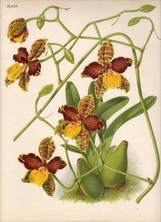 1893ǯ Warner Orchid Album Pl.439  ȥ° ONCIDIUM LOXENSE