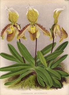 1891ǯ Warner Orchid Album Pl.389  ѥեڥǥ° CYPRIPEDIUM ARTHURIANUM