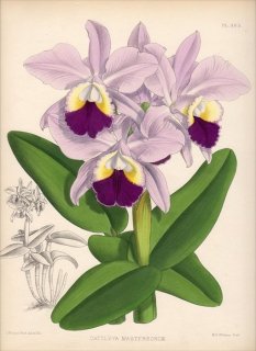 1891年 Warner Orchid Album Pl.385 ラン科 カトレヤ属 CATTLEYA MASTERSONIAE