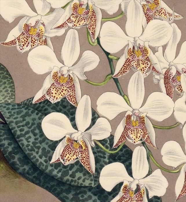 1886年 Warner Orchid Album Pl.237 ラン科 コチョウラン属