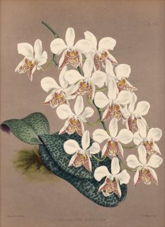 1886ǯ Warner Orchid Album Pl.237  祦° PHALAENOPSIS STUARTIANA