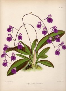 1889年 Warner Orchid Album Pl.359 ラン科 コンパレッチア属 COMPARETTIA FALCATA