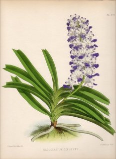 1889年 Warner Orchid Album Pl.361 ラン科 リンコスティリス属 SACCOLABIUM COELESTE