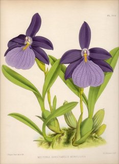 1889年 Warner Orchid Album Pl.364 ラン科 ミルトニア属 MILTONIA SPECTABILIS MORELIANA