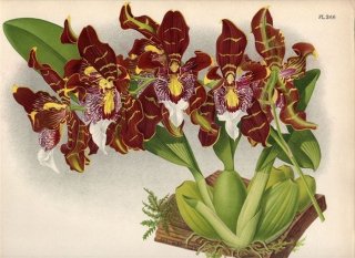 1889年 Warner Orchid Album Pl.366 ラン科 オンシジウム属 ODONTOGLOSSUM HARRYANUM