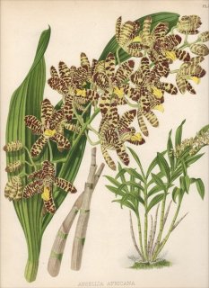 1889年 Warner Orchid Album Pl.367 ラン科 アンセリア属 ANSELLIA AFRICANA