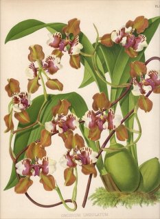 1889年 Warner Orchid Album Pl.368 ラン科 キルトキルム属 ONCIDIUM UNDULATUM