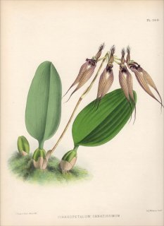 1889年 Warner Orchid Album Pl.369 ラン科 マメヅタラン属 CIRRHOPETALUM ORNATISSIMUM