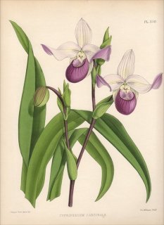 1889年 Warner Orchid Album Pl.370 ラン科 フラグミペディウム属 CYPRIPEDIUM CARDINALE